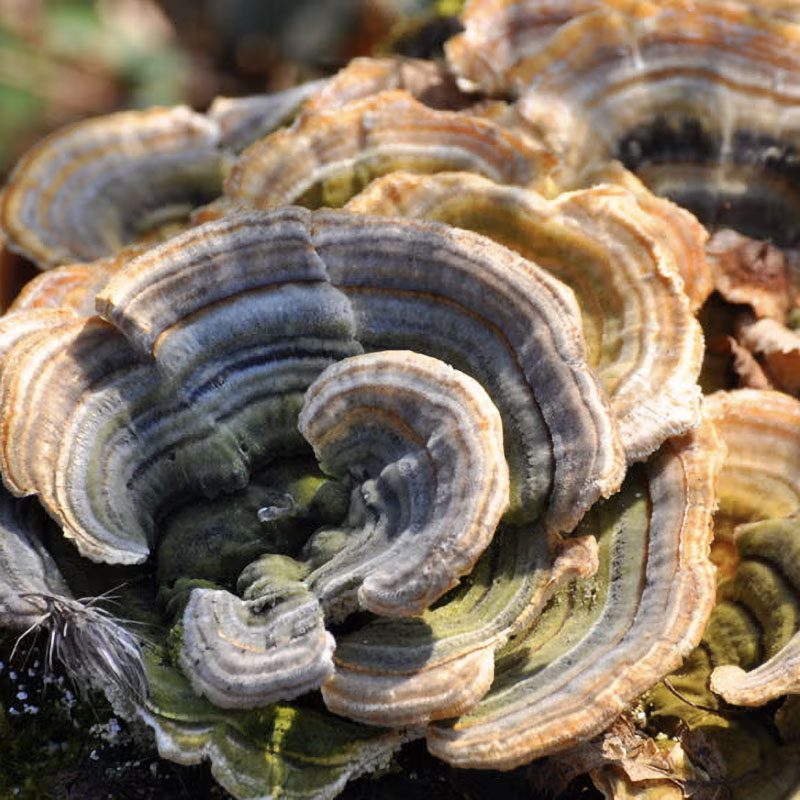 turkey_tail