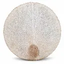 shd-089_shamanic_drum_fur_40_01.webp