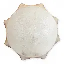 shd-109_shamanic_drum_horns_60_02.webp